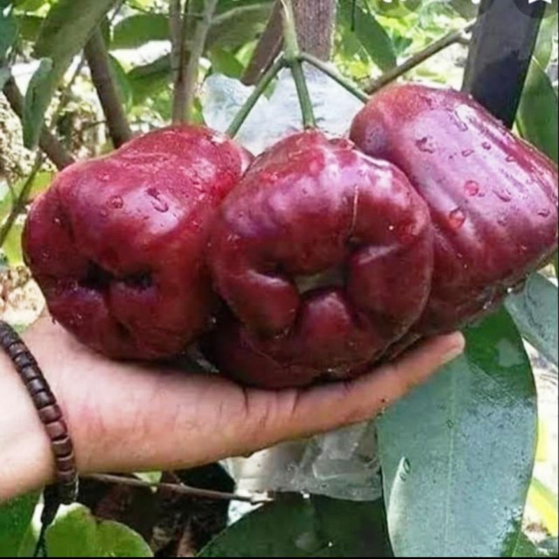 

Bibit Jambu Air Black Pearl Asli Produk Sendiri ( Beli 10 Gratis 1 Bibit Buah )