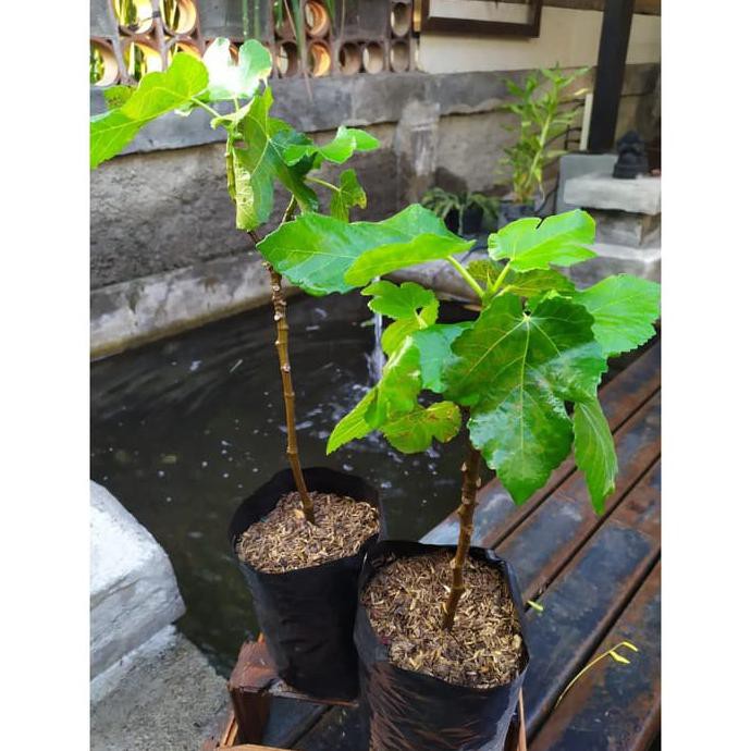 Esc Bibit Tanaman Buah Tin Merah Buah Ara Bibit Tin Pohon Tin