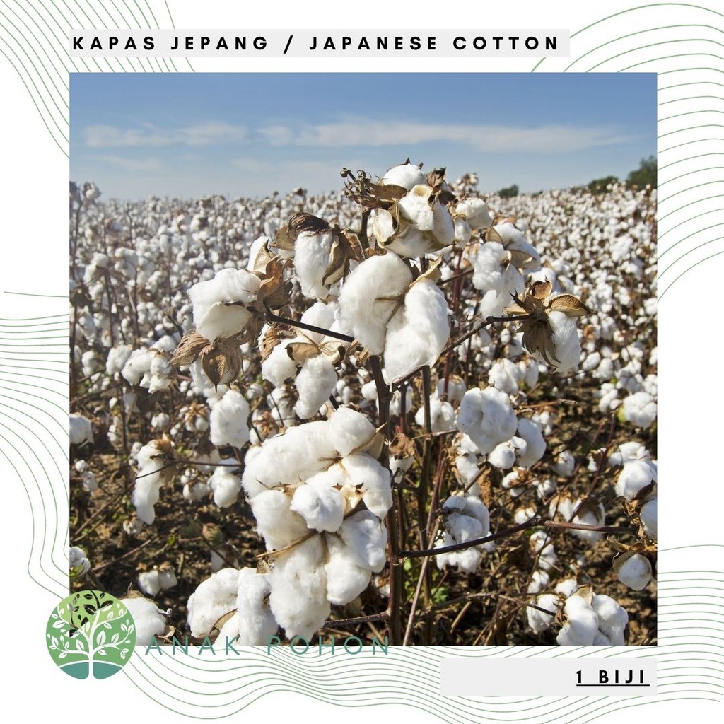 Benih Bibit Biji - Kapas Jepang Putih (Perdu) Japanese White Cotton Seeds