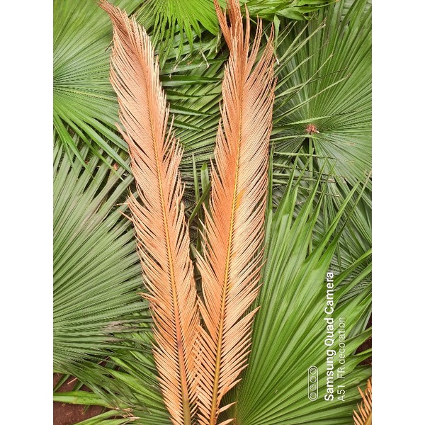 Jual Daun Sikas Warna Natural Daun Mawar Jambe Daun Palem Kering Dekorasirustik Shopee Indonesia