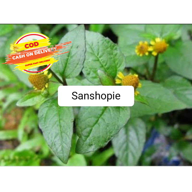 

Daun jotang segar fresh paket 1 kg