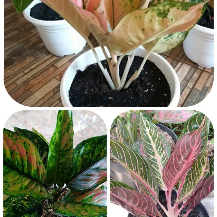 paket 3 jenis tanaman aglonema / paket aglonema murah / aglonema paket