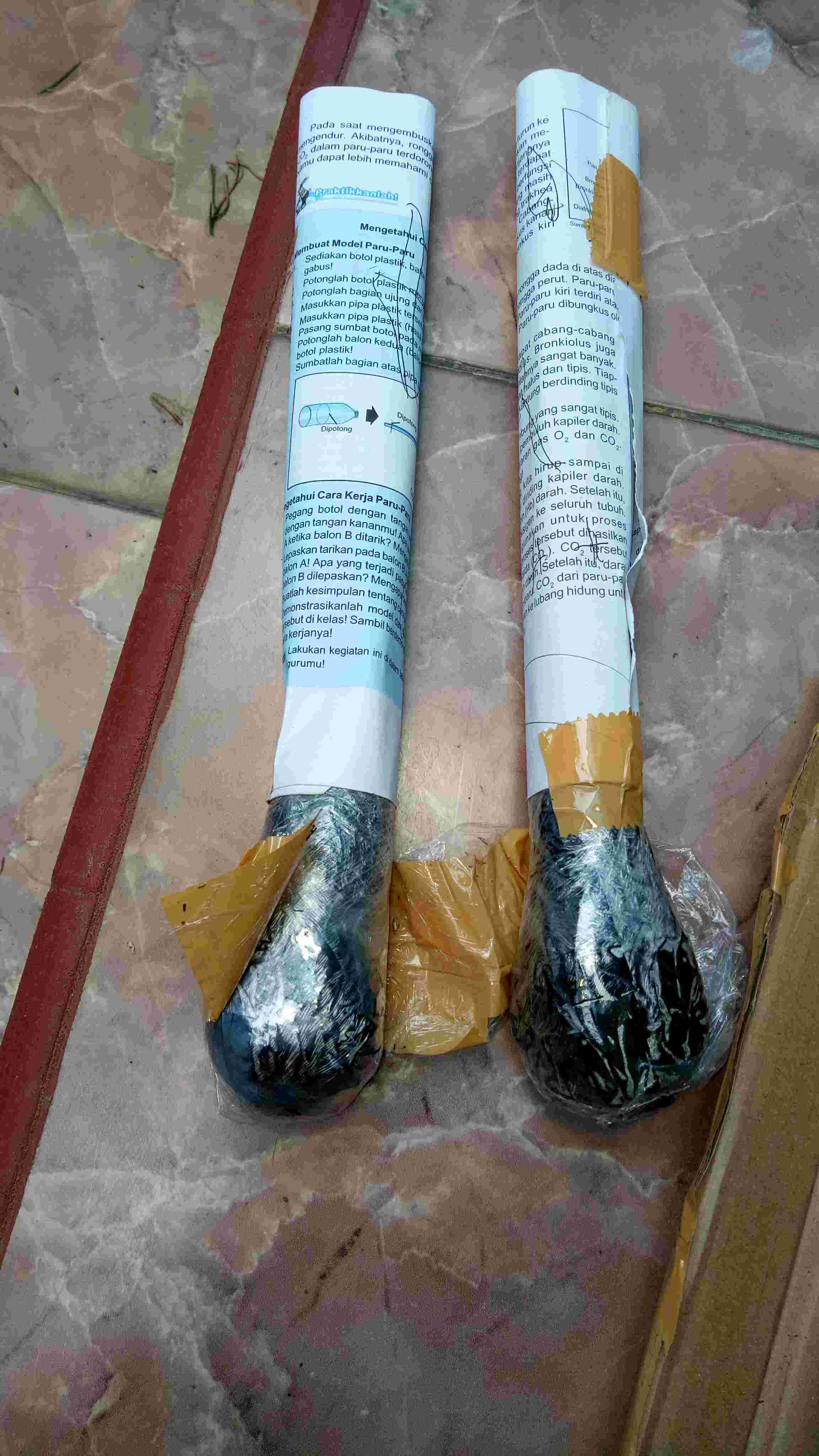 Pohon Aglonema Lipstik Merah/siam Aurora