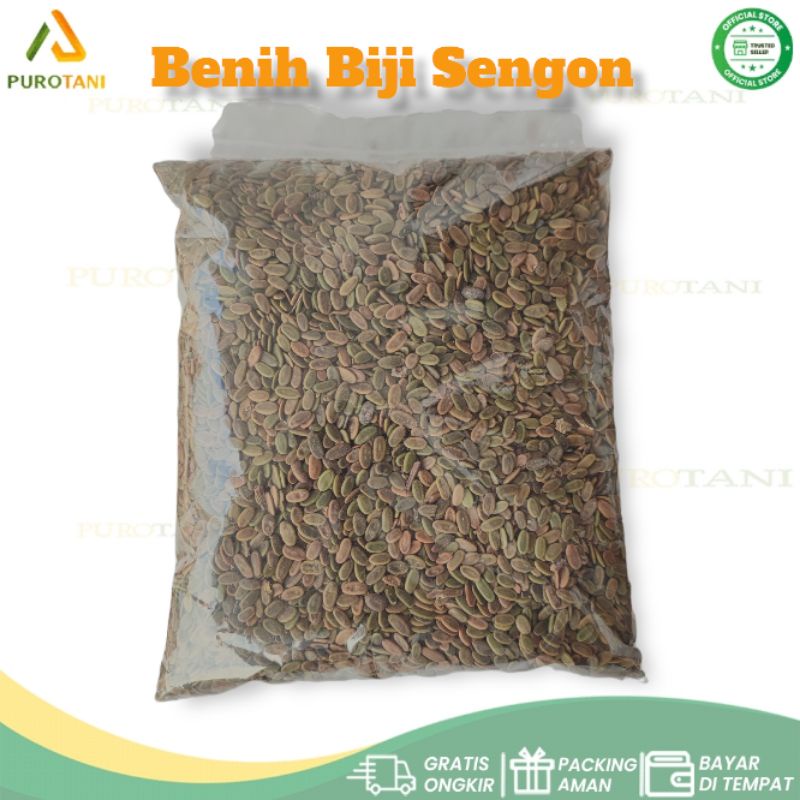 Bibit Biji Benih Sengon Albasia Murah