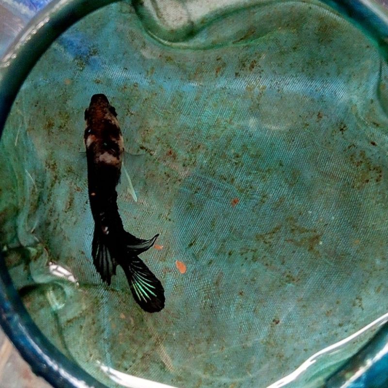 

CUPANG BLACK KOI