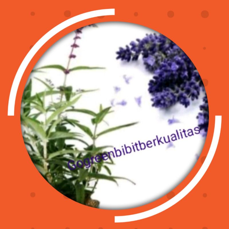 Bibit tanaman bunga lavender herbal bunga lavender