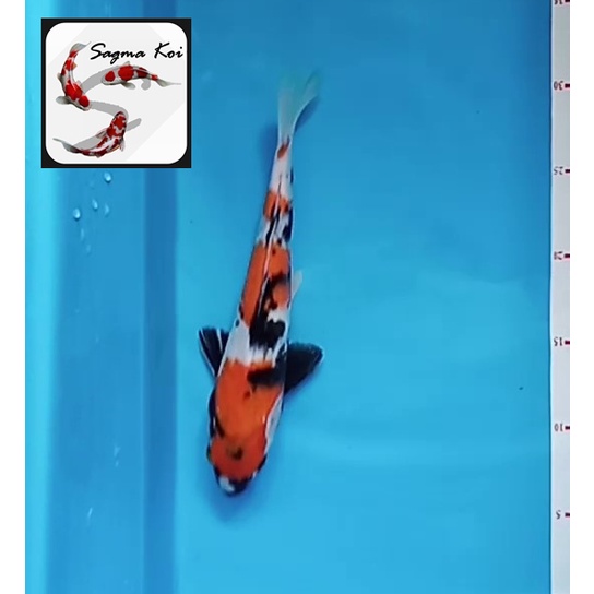 Koi Showa Lokal Blitar 25 CM