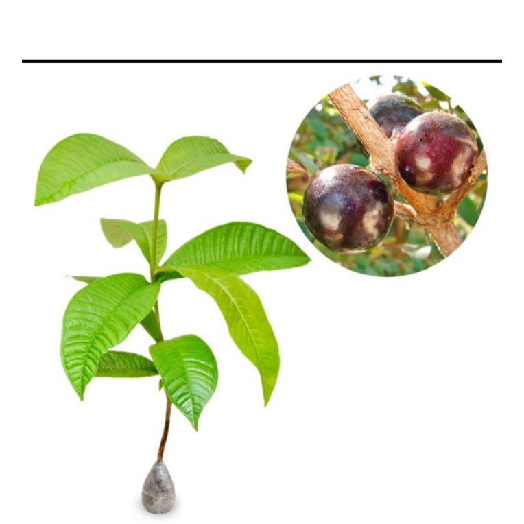 3 Bibit Buah Jambu Kupa Gowok Langka Unggul