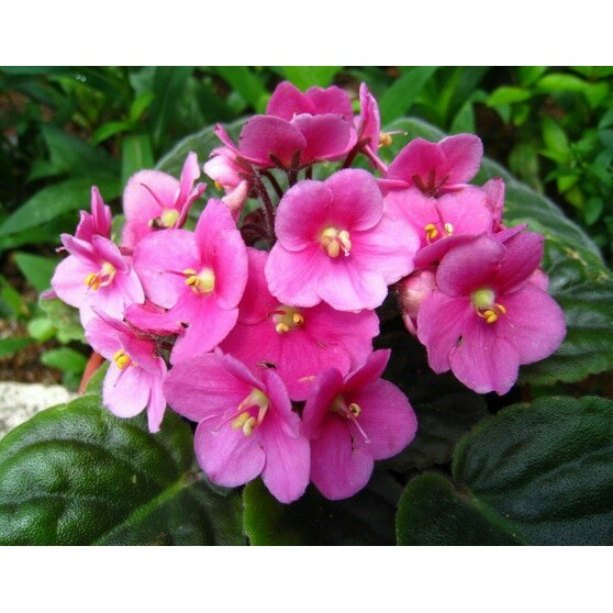 tanaman gantung pink african violet