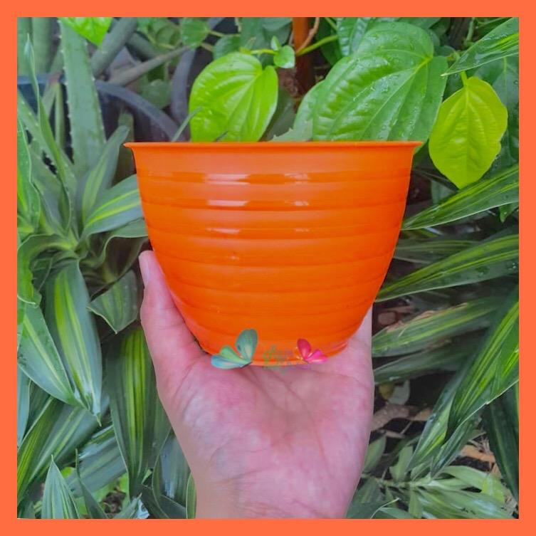 Pot Tawon Mdn 12 Warna Warni Pot Tawon 12 Cm - Pot Plastik 12cm Vas Bunga Tawon Bulat Pot Tawon 12