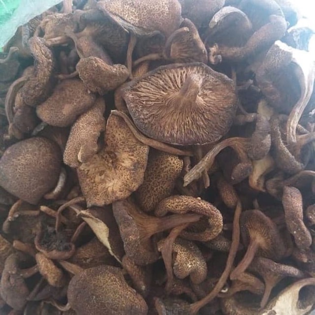 

Jamur Kulat Bangka Belitung 100 gr