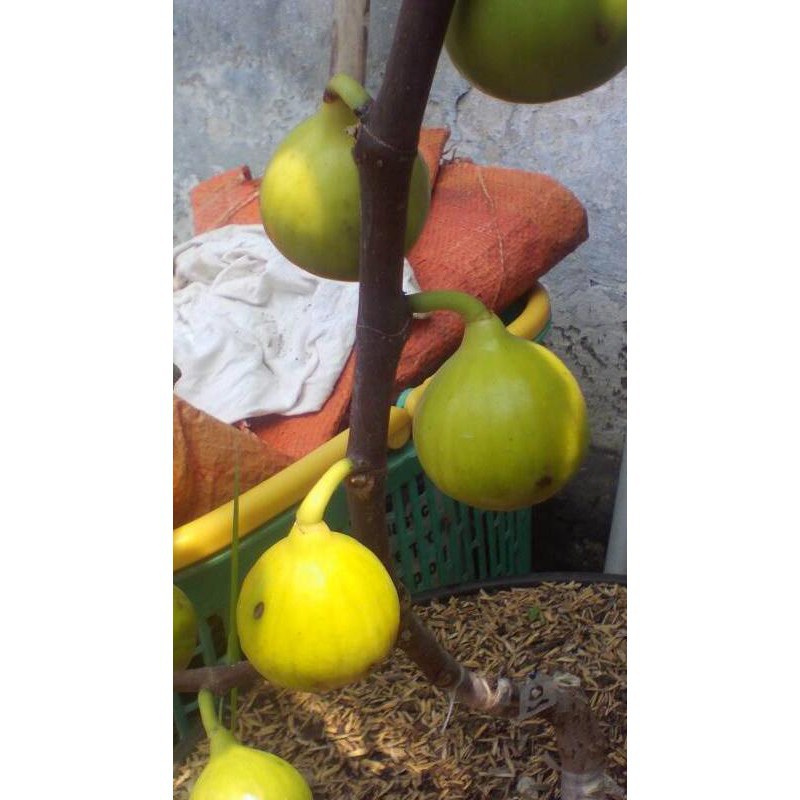 Bibit pohon buah tin ara tanaman buah tin