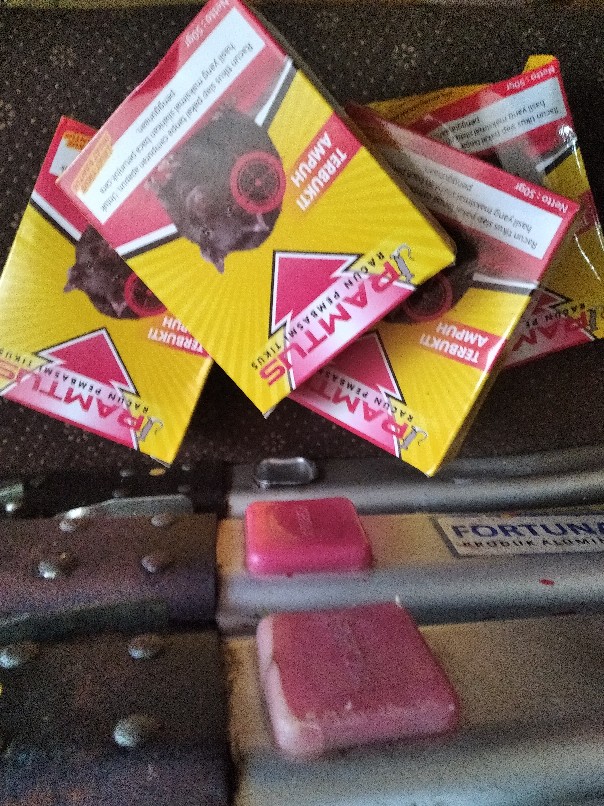 Racun Tikus Ramtus Asli Alami Mati Kering Tidak Bau Pembasmi Pengusir Tikus Paling Ampuh 12 Pack