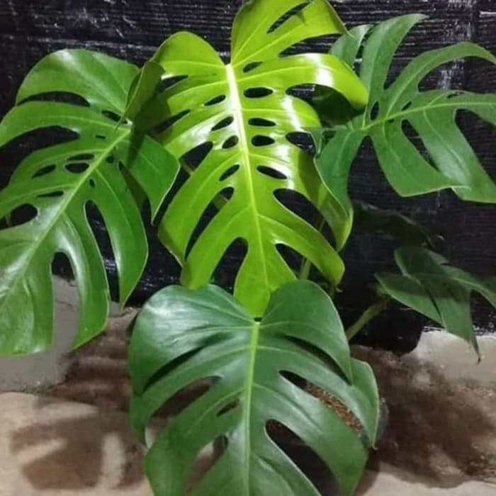 tanaman hias indor monstera king - monstera king