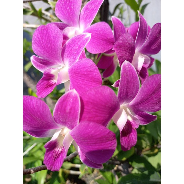 dendrobium sonia, anggrek dendrobium ungu