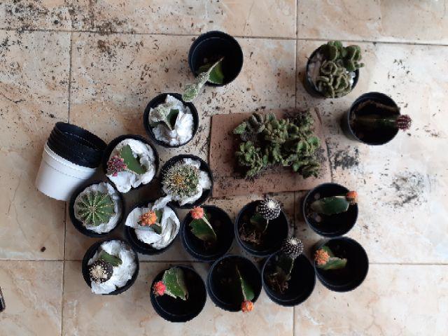 Kaktus Micky Mouse + Pot