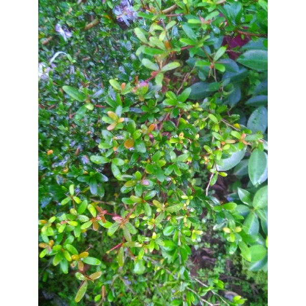 Promo Bahan Bonsai Bucida Spinosa / Geometri / Black Olive