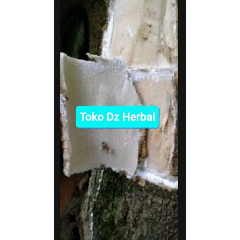 

Kulit pohon lame pohon pule pulay kayu gabus segar 1 kg-az