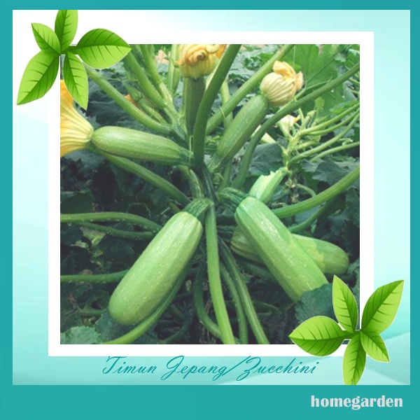 Bibit Timun Jepang/Zukini Benih TImun Zucchini Bibit Tanaman Langka Bibit Tanaman Sayuran