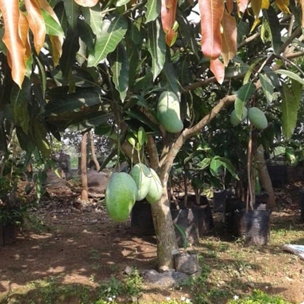 Bibit Tanaman Bibit Tanaman Buah Mangga Gajah #_*