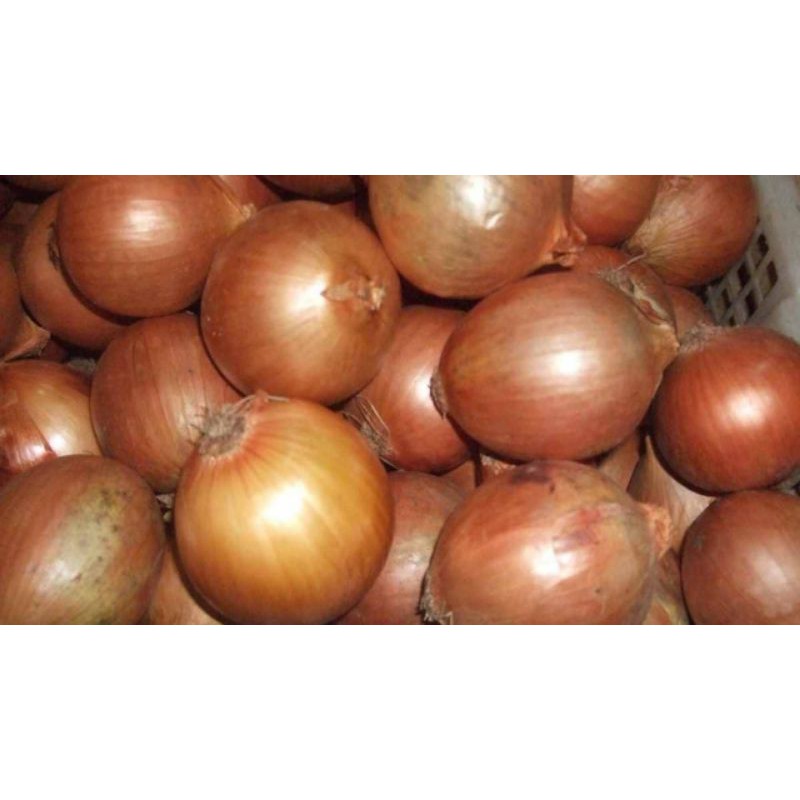 

Bawang Bombay 1kg (isi 4 sampai 9)