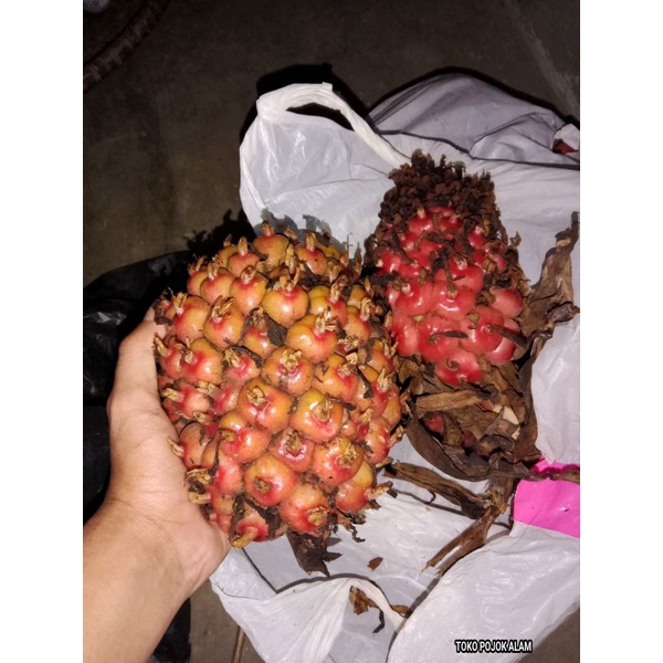 

HONJE/BIJI HONJE/HONJE SEGAR/BIJI HONJE SEGAR/ASAM CEKALA PATIKALA/BIJI BENIH KECOMBRANG