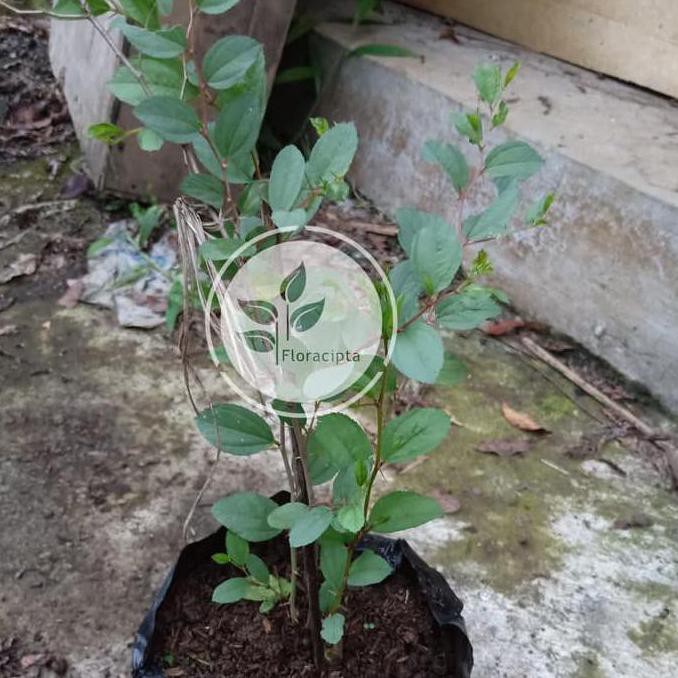 an+ Bibit Tanaman Bidara Bibit Pohon Bidara Daun Buah Bidara Arab Tanaman Sidr Shidr Kib