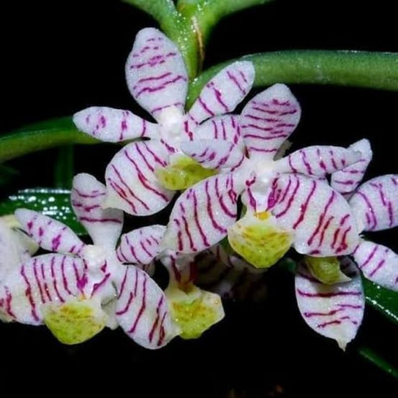 anggrek trichoglottis pussilla