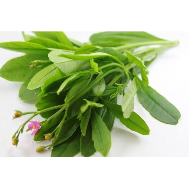 

500gr Daun Gingseng Segar / Sayur Daun Gingseng Jawa / Kolesom Jawa/ Som Jawa / Talinum paniculatum