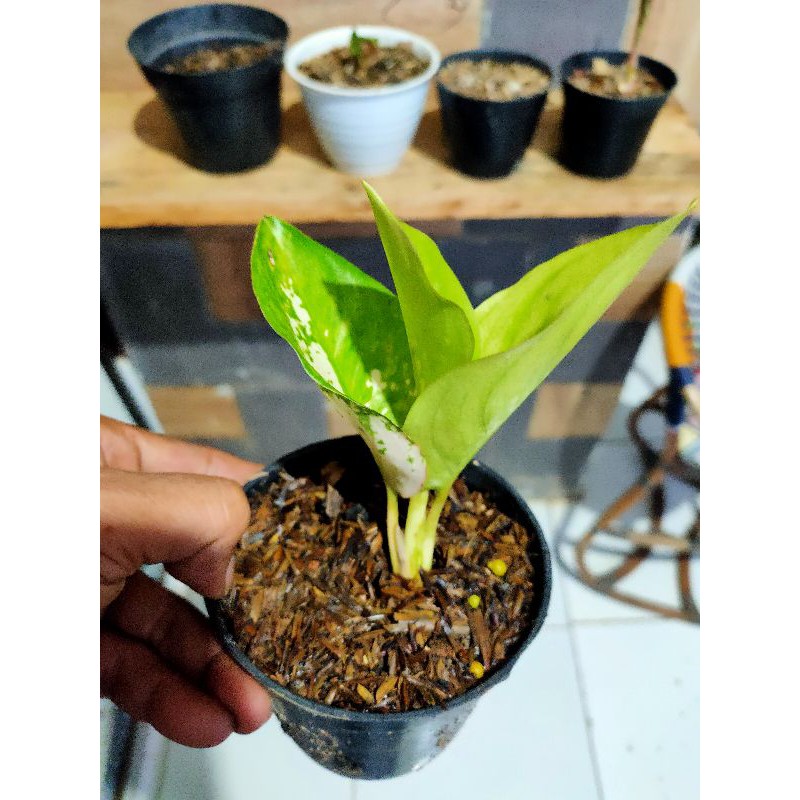 aglaonema aglonema kochin ebony kocin ebony lokal Dikirim sesuai foto iklan