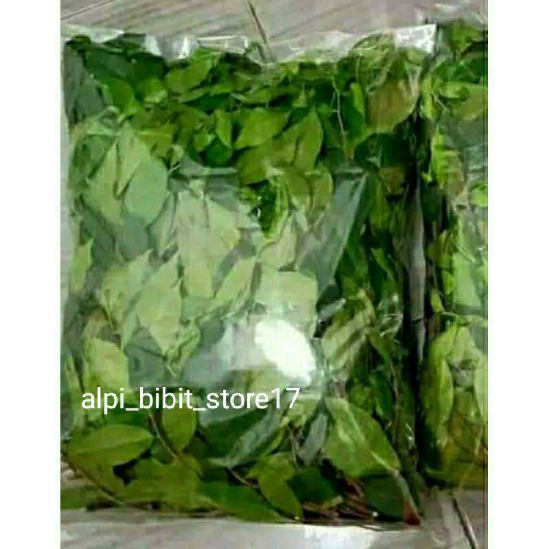 

Daun jerbal gaharu asli