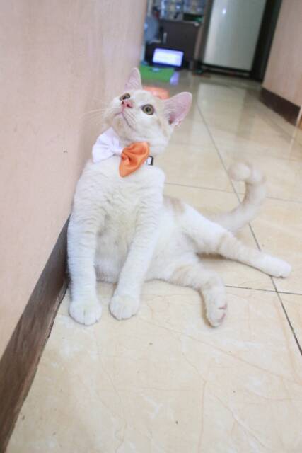 Bowtie dasi kupu-kupu orange putih untuk kucing dan anjing size kitten dan adult