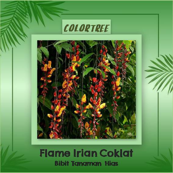 Tanaman Hias Flame Irian Coklat
