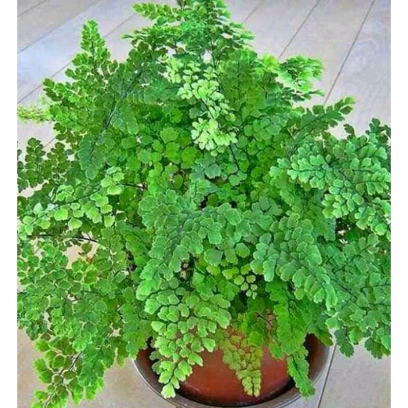 Tanaman hias Suplir Dolar atau suplir daun kecil