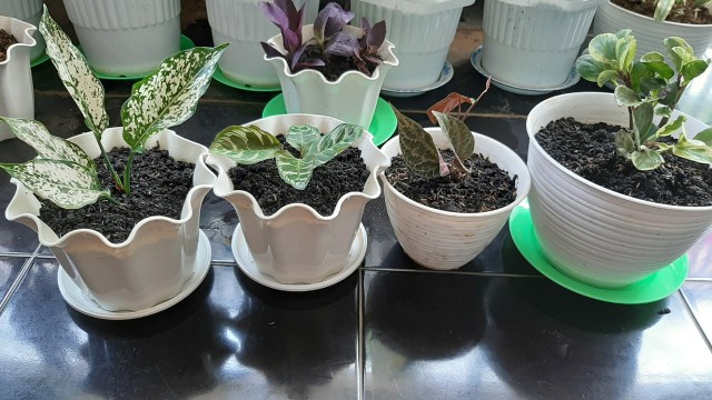 Tanaman Hias Calatea Makoyana