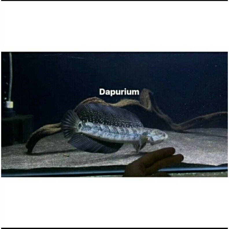 CHANNA ASIATICA WS PREMIUM