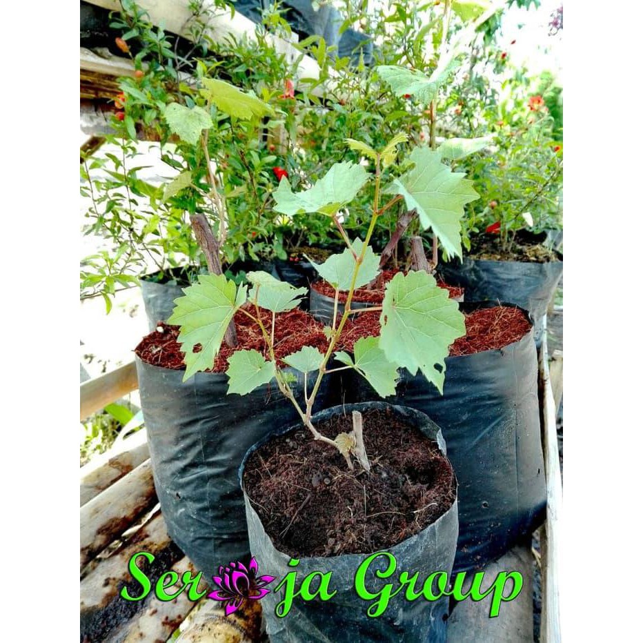 Bibit Pohon Anggur | Tanaman Anggur | Pohon Merambat Anggur Ad@