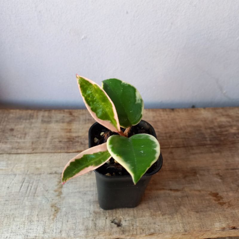Hoya Carnosa Krimson Queen/ Hoya Variegata