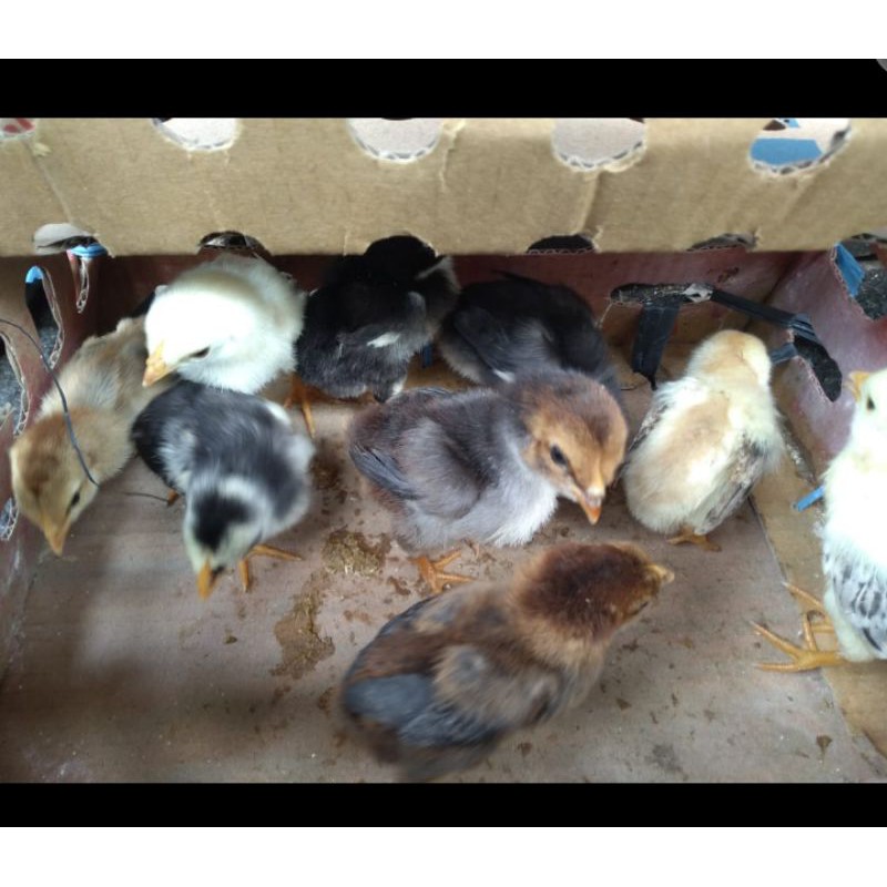 anak ayam kampung - bibit ayam kampung - doc ayam kampung