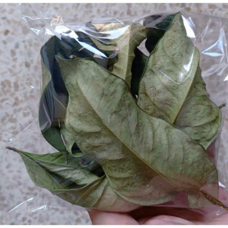 

daun salam kering
