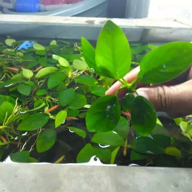 Anubias nana size M murah aquascape aquarium