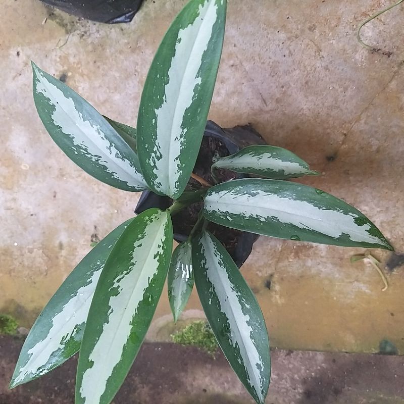 Tanaman Hias sri rejeki silver