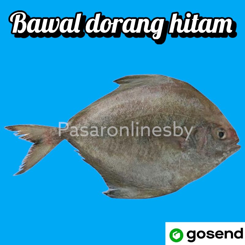 

PASAR GUBENG - Ikan Dorang / Bawal Segar