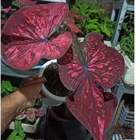 Caladium AC Antanu Indukan