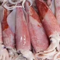 

Cumi segar AREA BANDUNG Pasar Segar