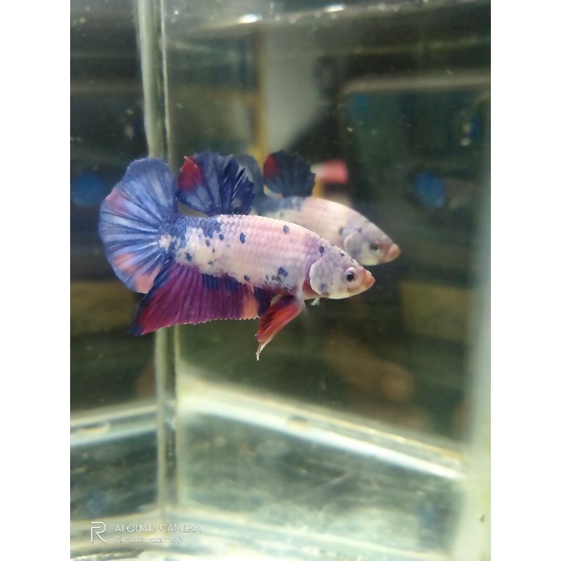 

cupang hias Nemo pensy