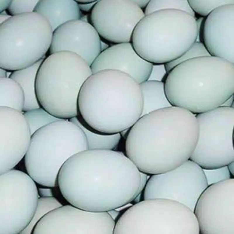 

TELUR OMEGA/TELUR BEBEK KHAS Kampung bebek Candi