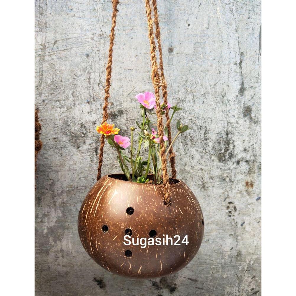 VAS GANTUNG ANGGREK BULAN DENDROBIUM BATOK SUGIASIH24