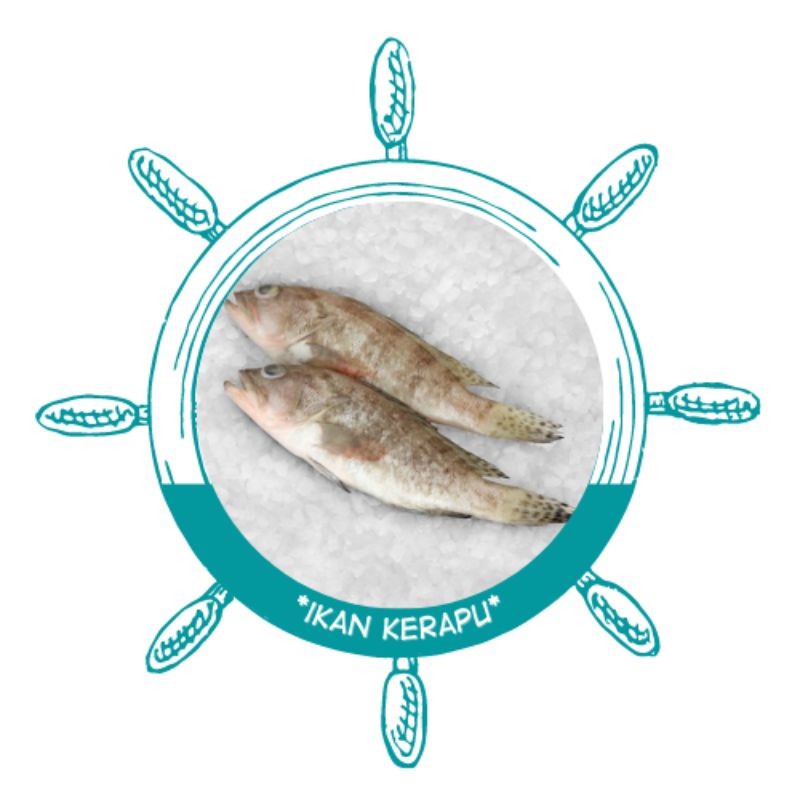 

Ikan kerapu segar | kerapu fresh | kerapu surabaya | ikan kerapu | ikan kerapu macan