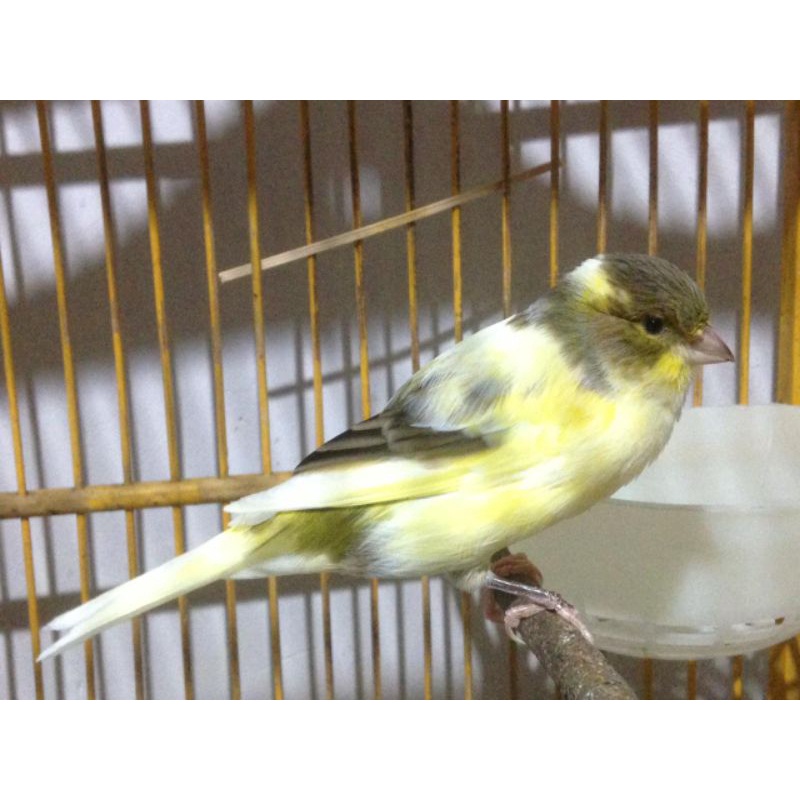 kenari betina f1 ys siap an dara